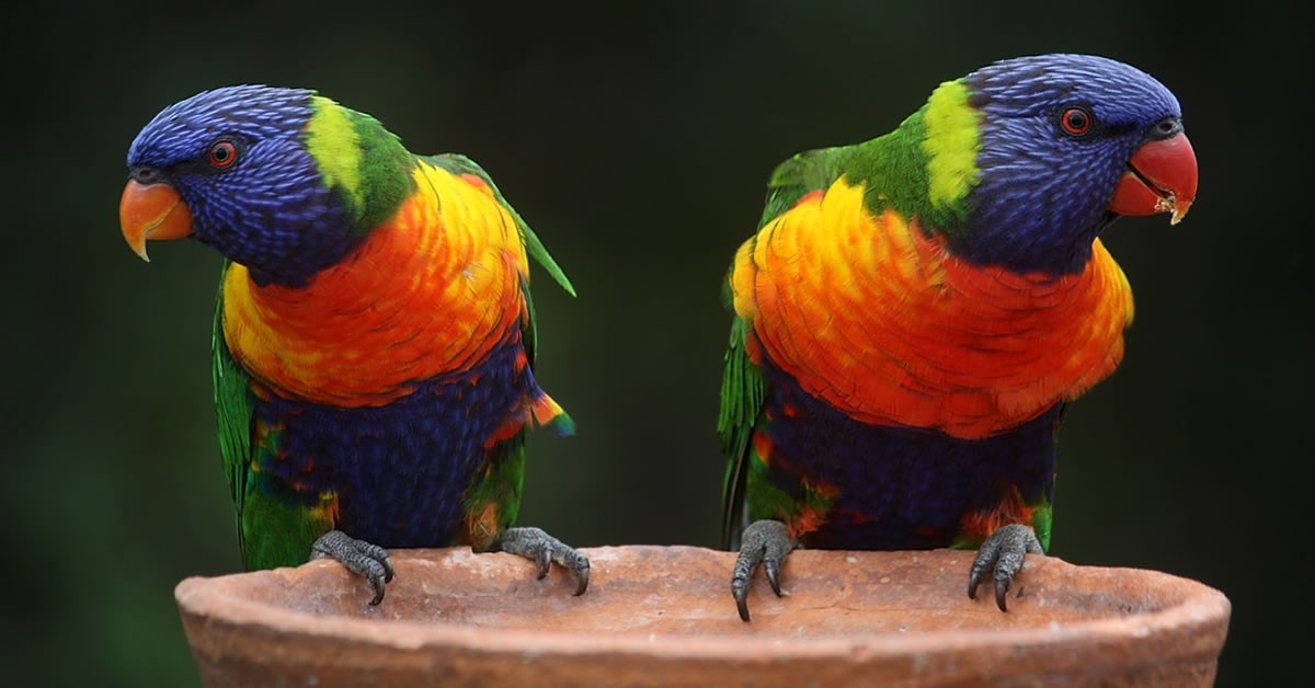 Two Multi-colored Parrots Featured