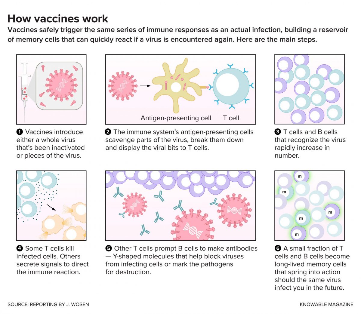 How Vaccines Work